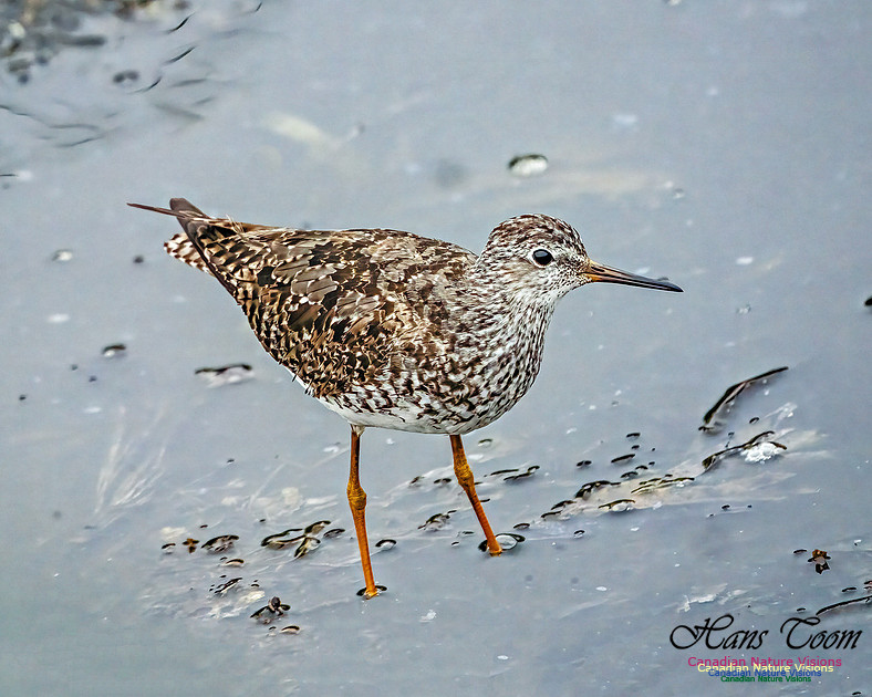 Lesser Yellowlegs 408