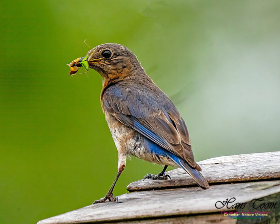 Eastern Bluebird 800