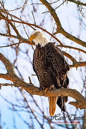 Bald Eagle 706