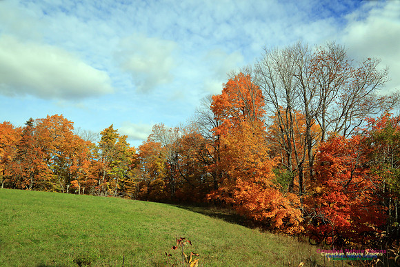 Maple Forest Fall Colours 2016