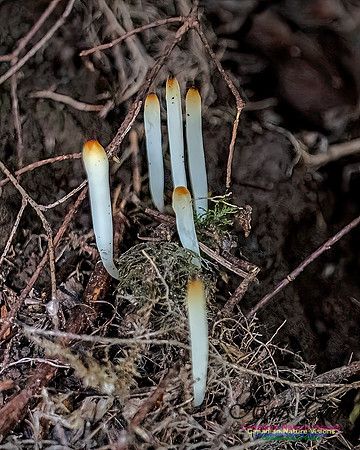 Fungi Walk 108