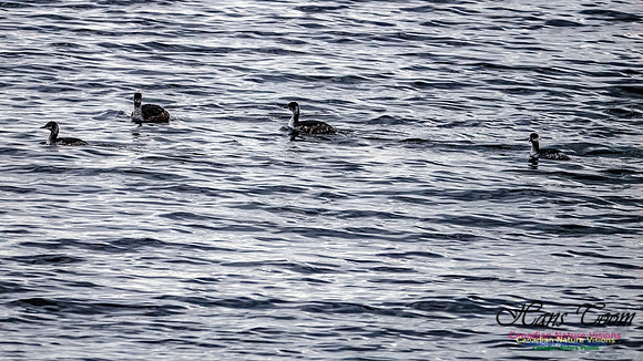 Horned Grebe 300