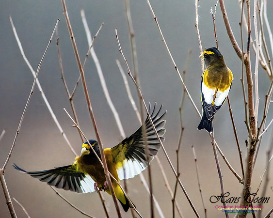 Evening Grosbeak 112