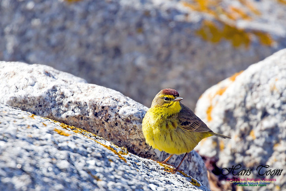 Palm Warbler 8