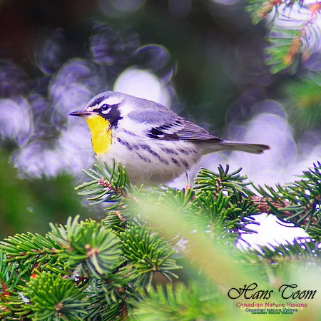 Yellow-throated Warbler 7