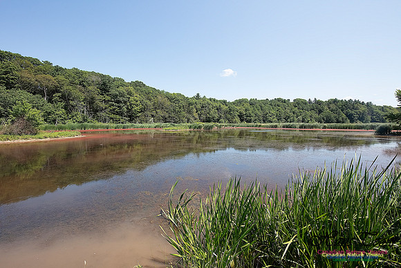 Miner's Marsh 53
