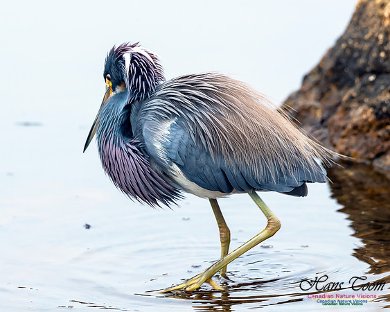 Tricoloured Heron 52