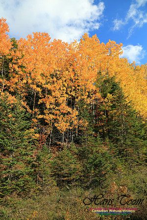 FallColours2016-1027