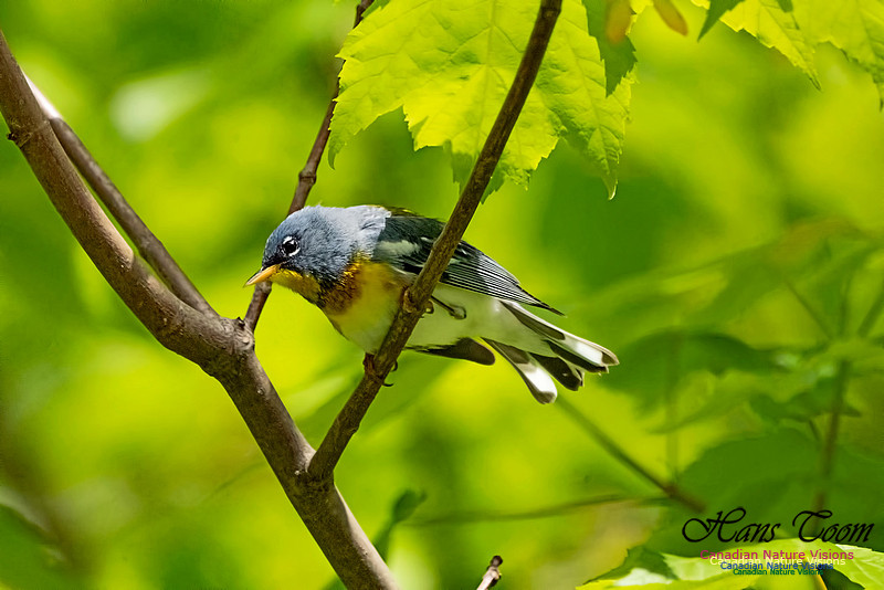 Northern Parula 300