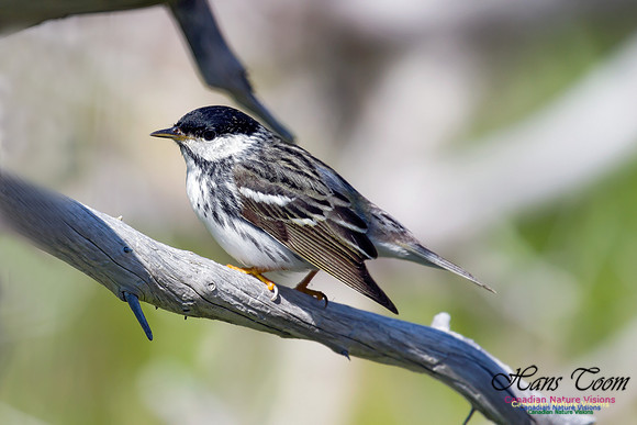 Blackpoll Warbler 12
