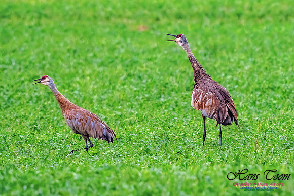 Sandhill Crane 457