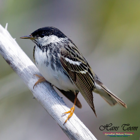 Blackpoll Warbler 1