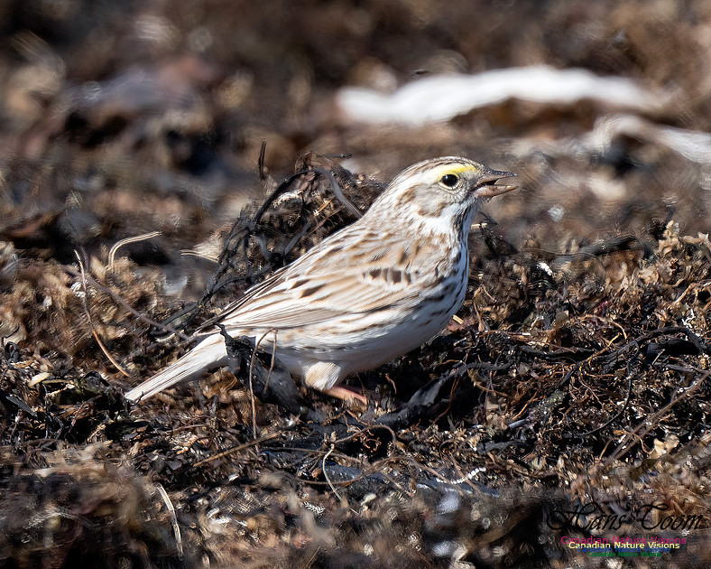Ipswich Sparrow 778