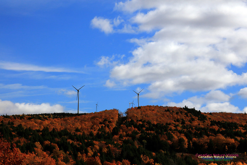 Maple Forest Fall Colours 2016