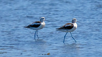 American Avocet