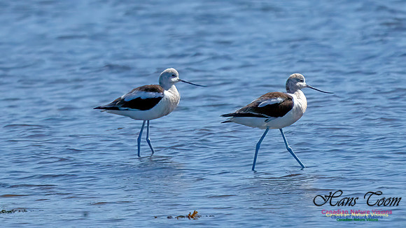 American Avocet 200