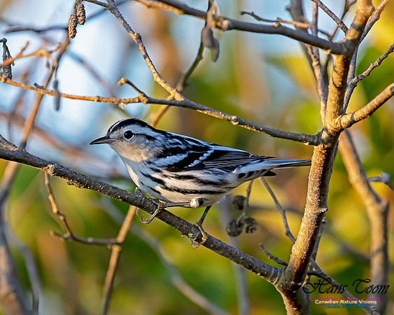 Black-and-White Warbler 4
