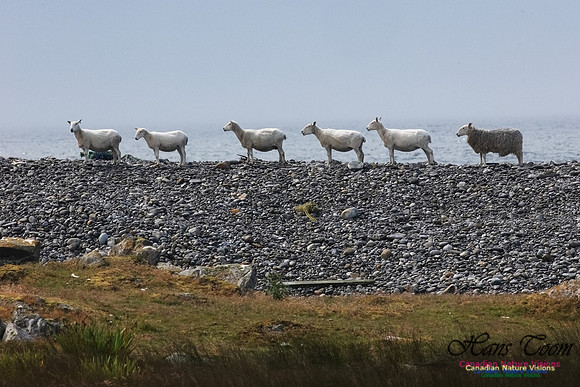 Cape Sable Sheep 102