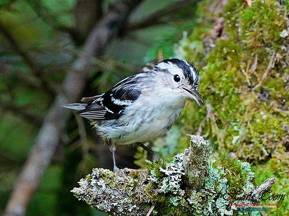 Black-and-White Warbler 2601