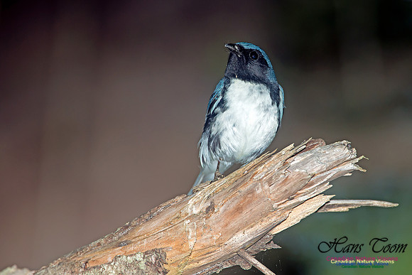 Black-throated Blue Warbler