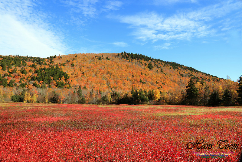 Maple Forest Fall Colours 2016