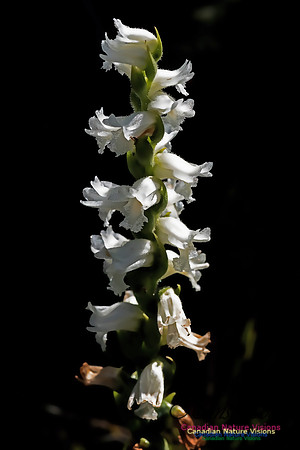 Nodding Ladies Tresses Orchid