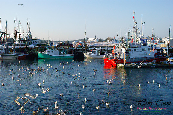 Feeding Time Sambro Harbour
