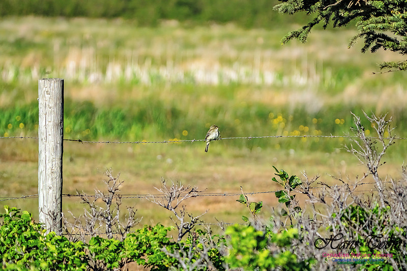 Alder Flycatcher 101