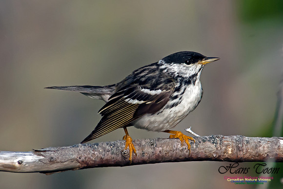Blackpoll Warbler
