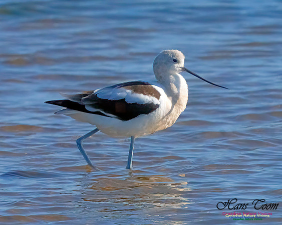 American Avocet 403
