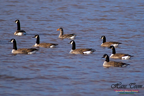 Graylag Goose