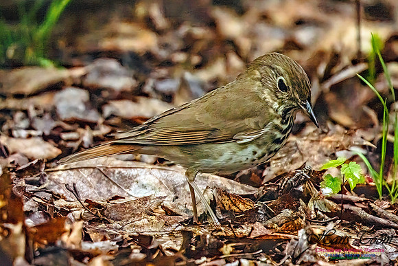 Hermit Thrush 753