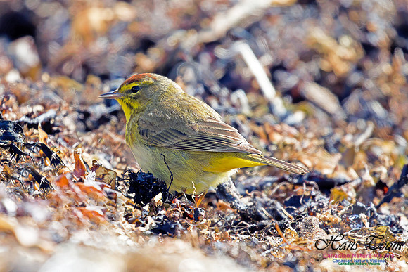 Palm Warbler 1