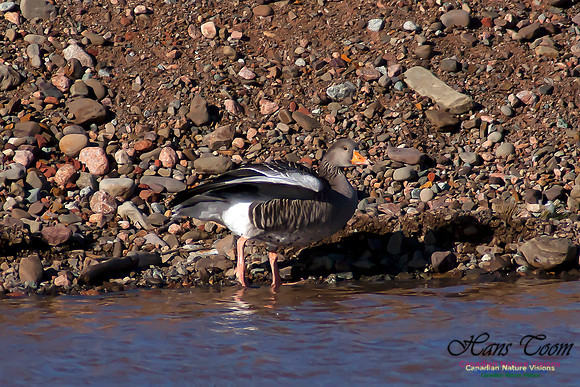 Graylag Goose