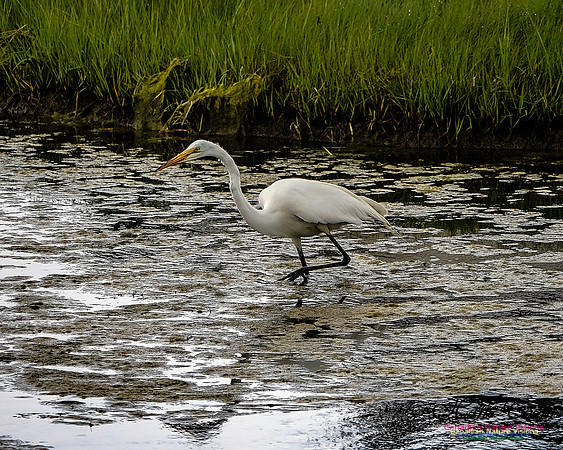 Great Egret 406