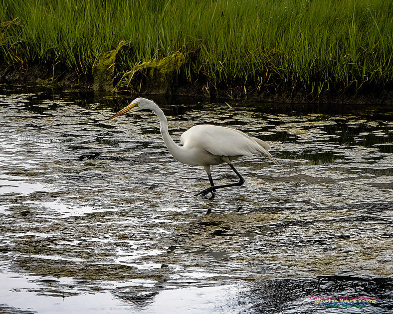 Great Egret 406