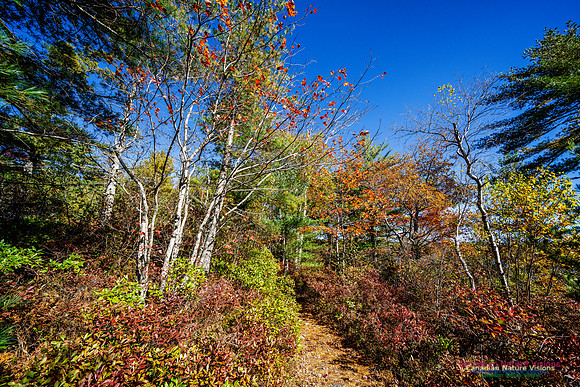 Woodland Stroll 135