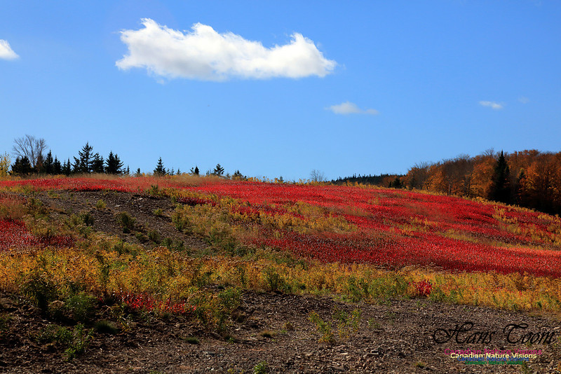 Maple Forest Fall Colours 2016
