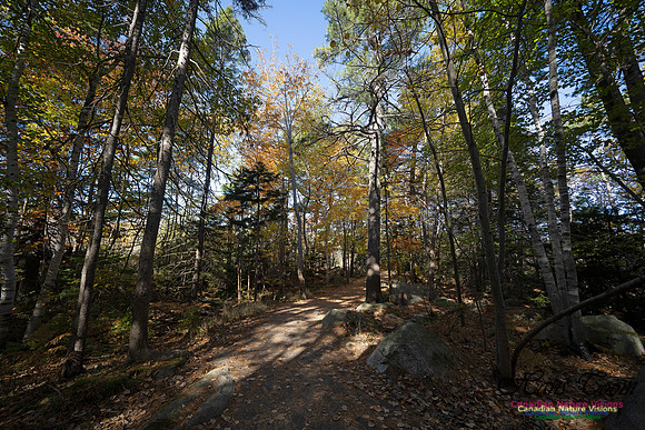 Frog Pond Stroll 134