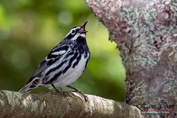 Black-and-White Warbler