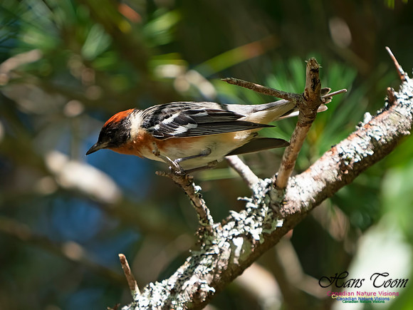 Bay-breasted Warbler 15