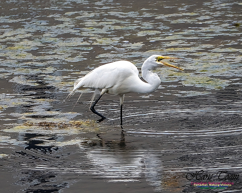 Great Egret 401