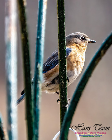 Eastern Bluebird 702
