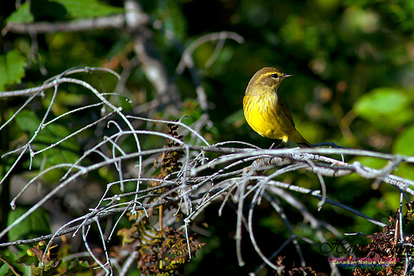 Palm Warbler
