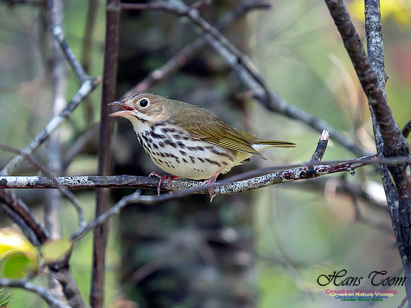 Ovenbird 5