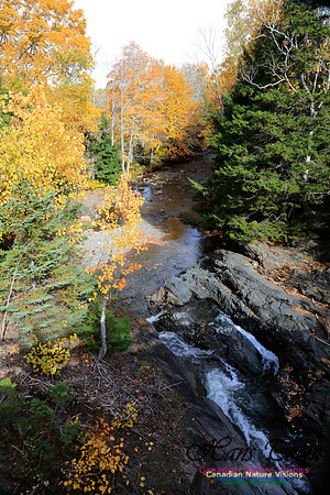 Maple Forest Fall Colours 2016