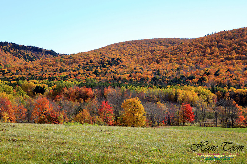 Maple Forest Fall Colours 2016