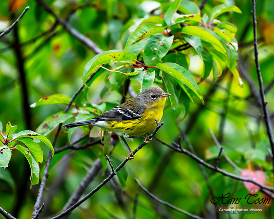 Magnolia Warbler 40