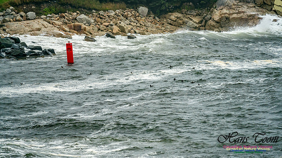 Nova Scotia Gale 2024-09-07 111