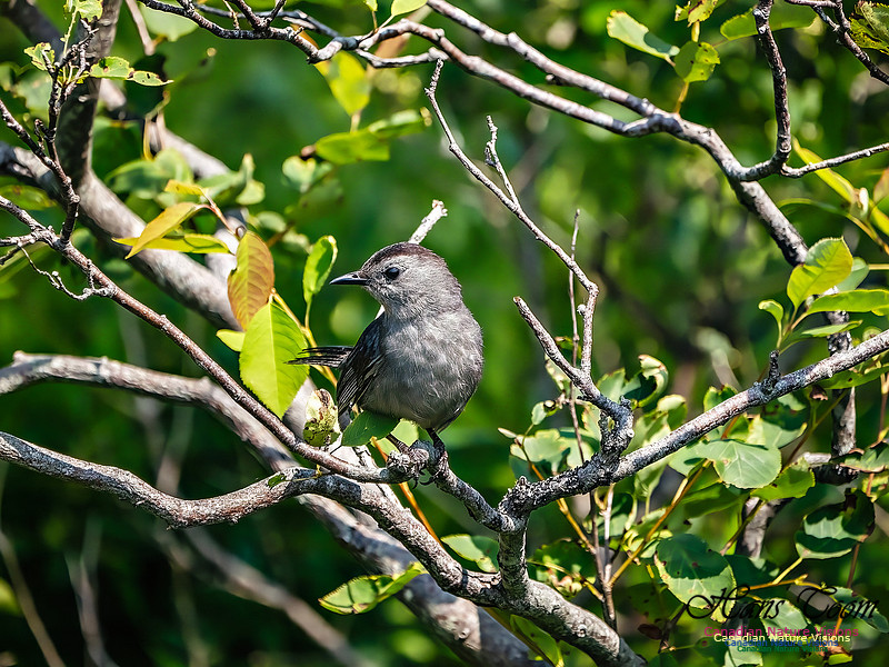 Grey Catbird 102